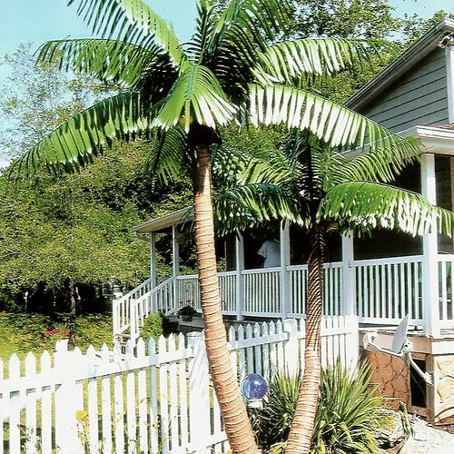 Island Breeze Palm Trees | Groupings