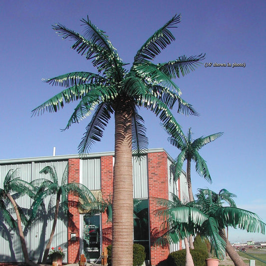 Single Royal Majestic Palm Tree | Sizes 10 ft. - 16 ft.